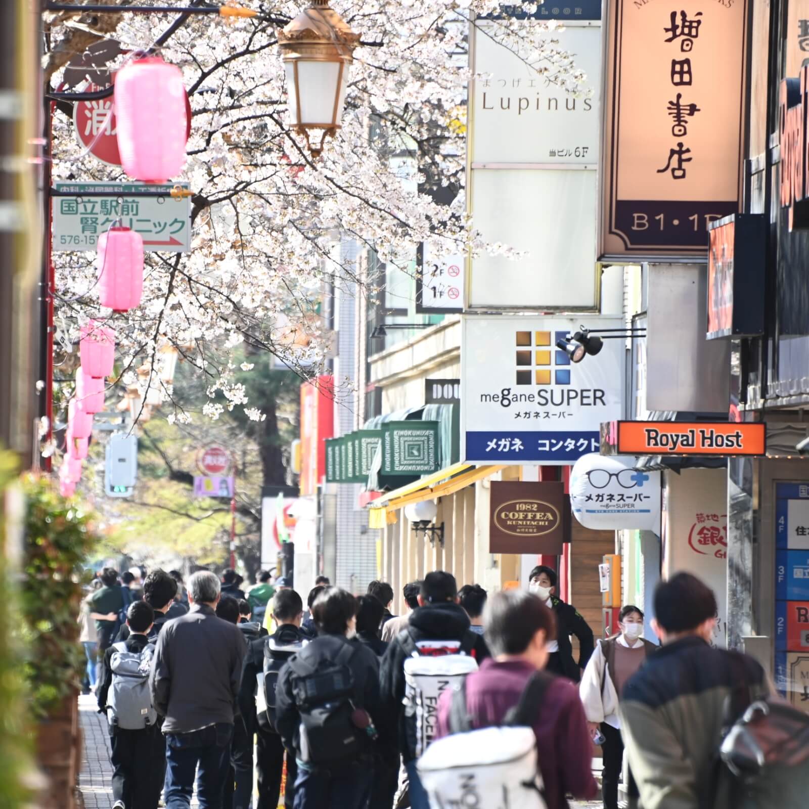 国立の大学通りの写真