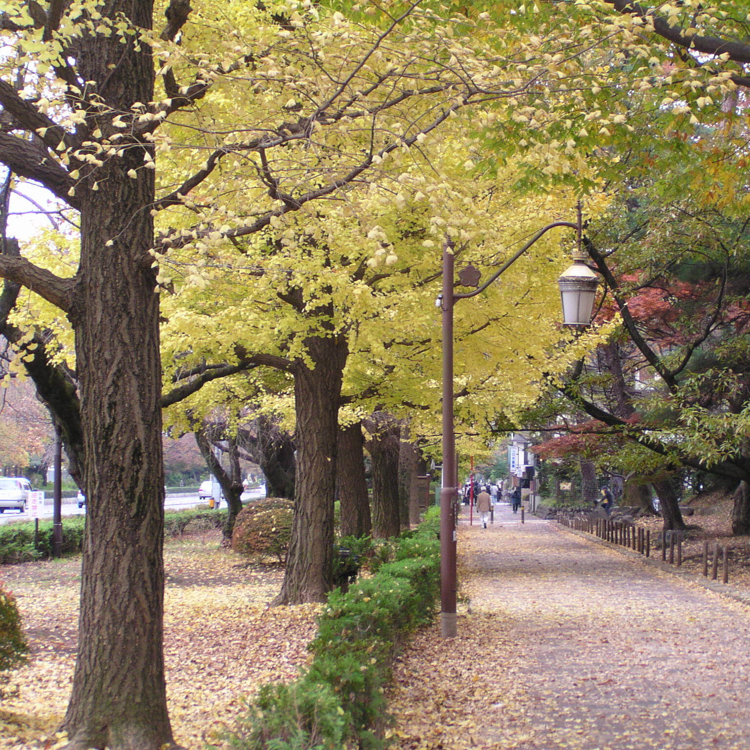秋の大学通りの写真